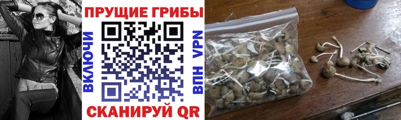 Купить Качканар Псилоцибиновые грибы мицелий